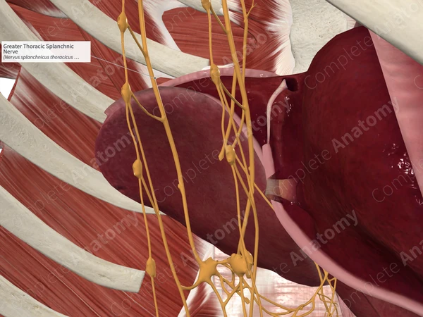 Greater Thoracic Splanchnic Nerve 