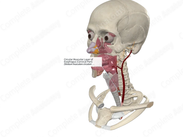 Circular Muscular Layer of Esophagus (Cervical Part)