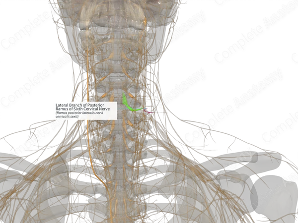 Lateral Branch of Posterior Ramus of Sixth Cervical Nerve (Left)