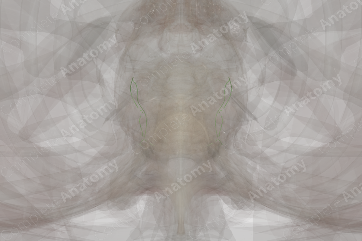 Occipital Lymph Vessels