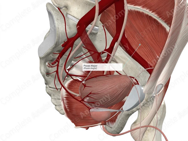Psoas Major