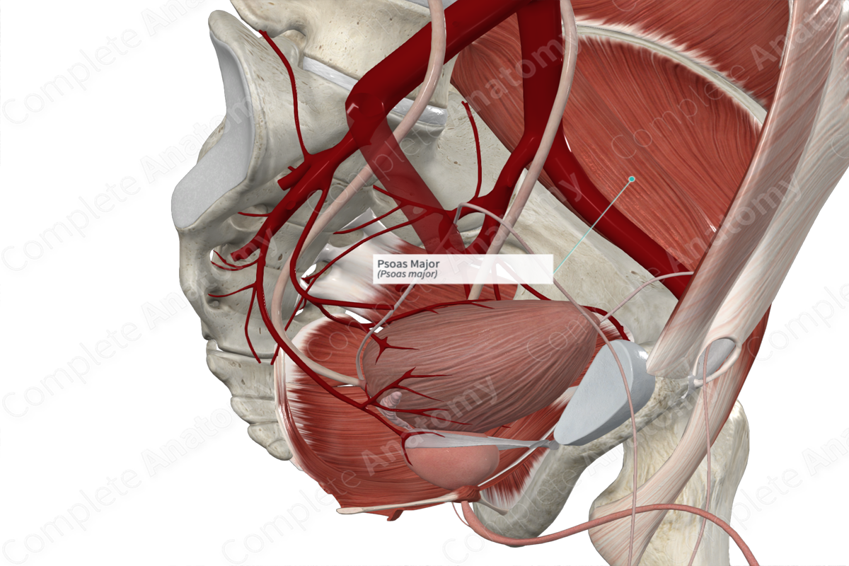 Psoas Major 