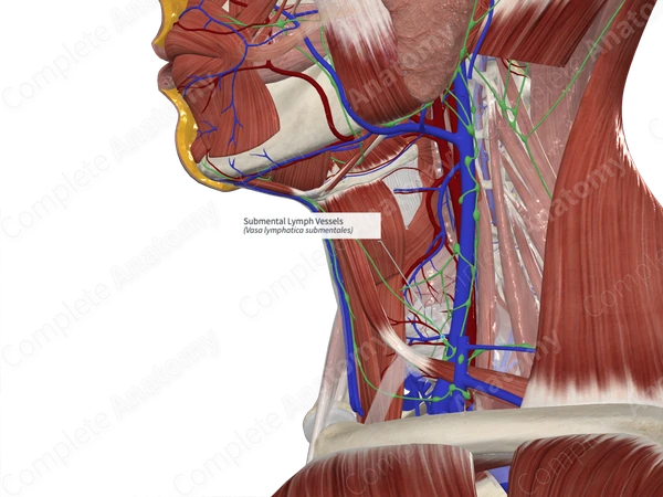 Submental Lymph Vessels