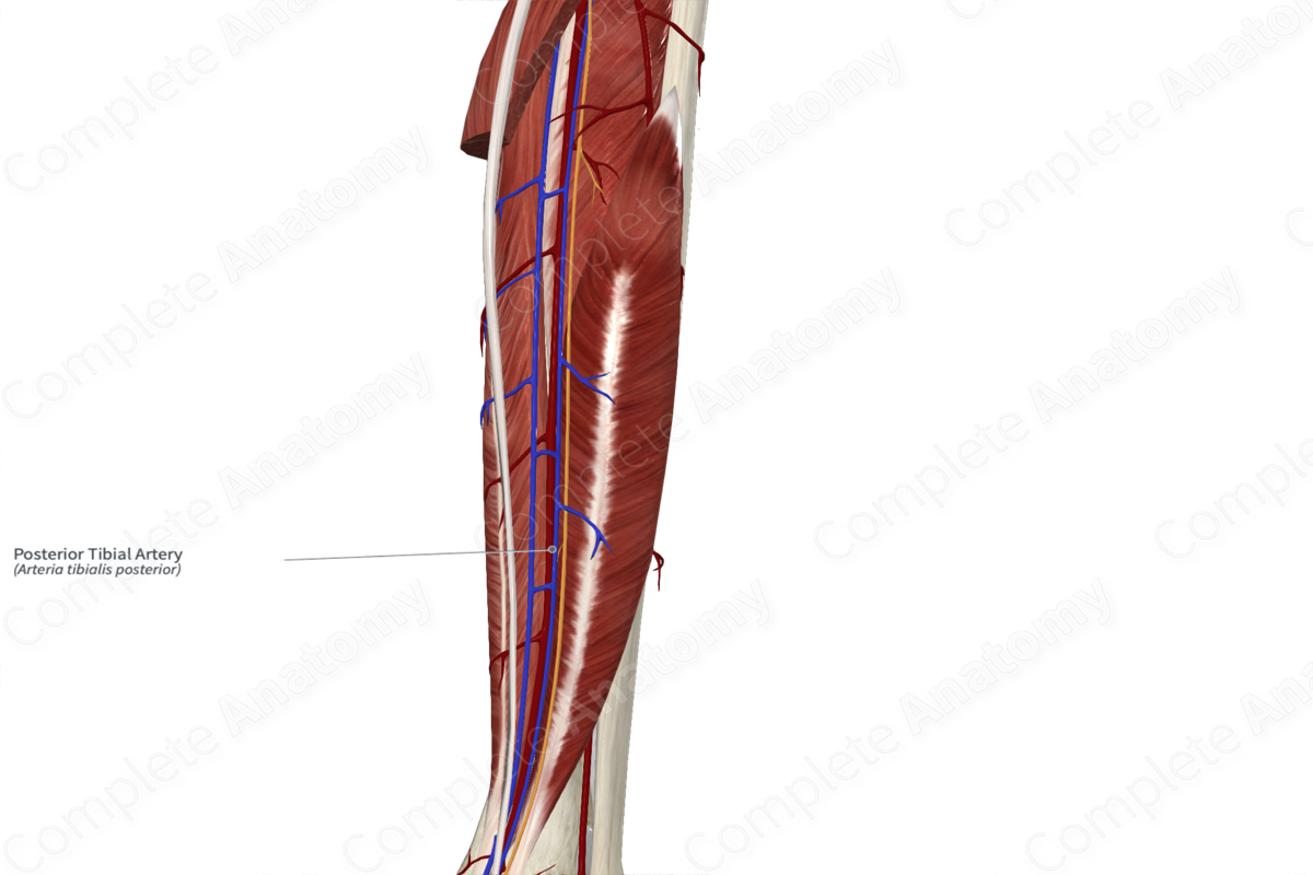 Posterior Tibial Artery 