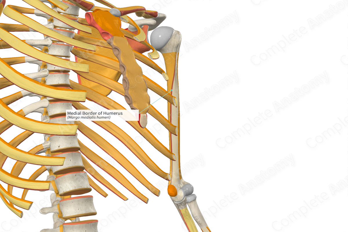 Medial Border of Humerus