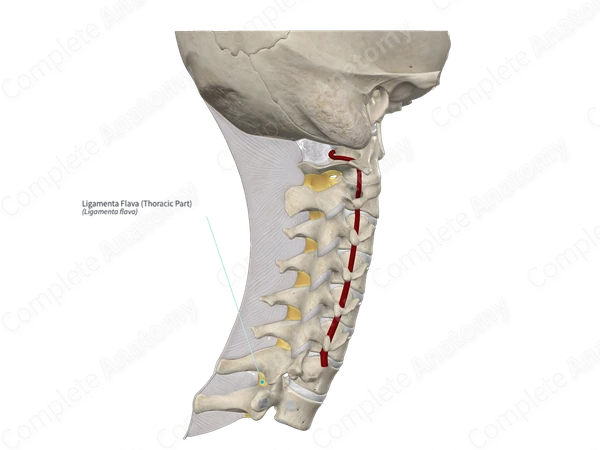 Ligamenta Flava (Thoracic Part)