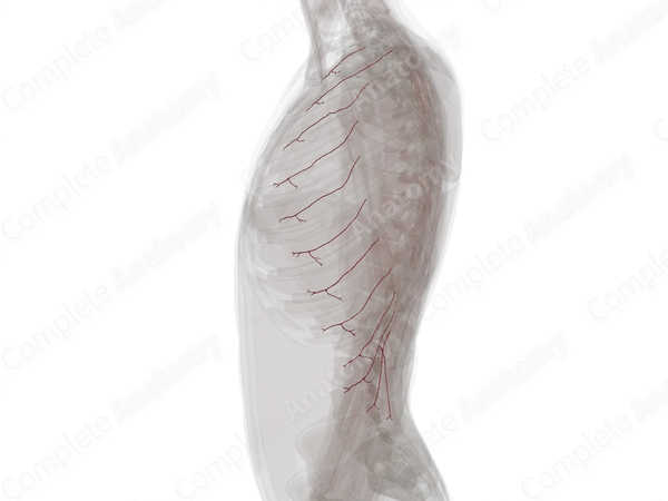 Lateral Cutaneous Branches of Posterior Intercostal Arteries (Left)