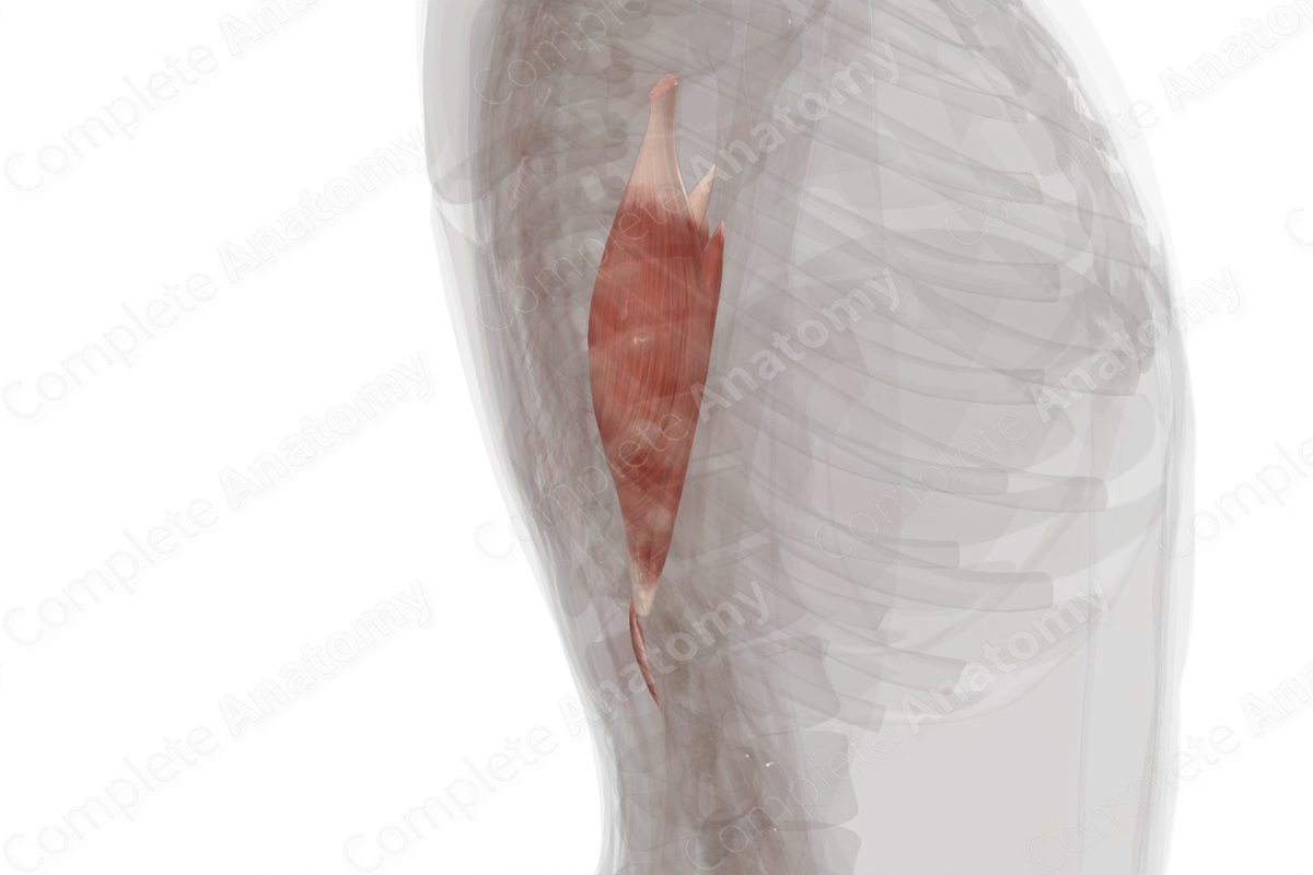 Posterior Compartment of Arm (Left)