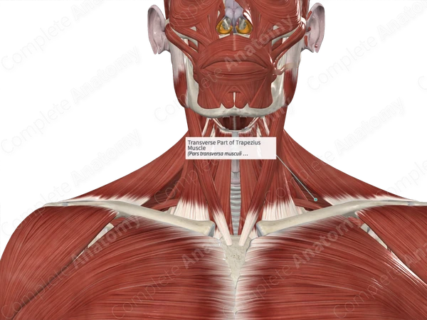 Transverse Part of Trapezius Muscle