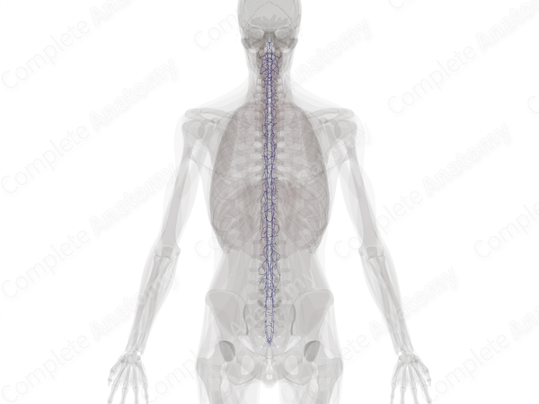 Vertebral Venous Plexus