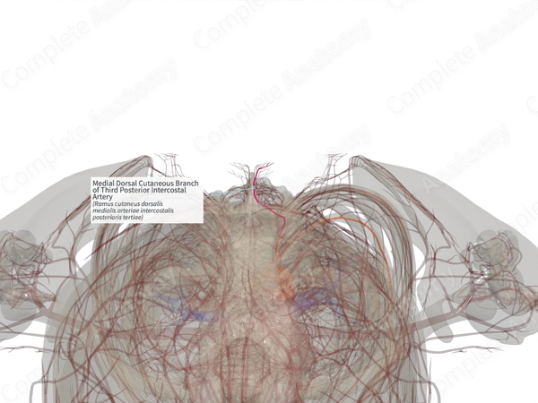 Medial Dorsal Cutaneous Branch of Third Posterior Intercostal Artery (Right)