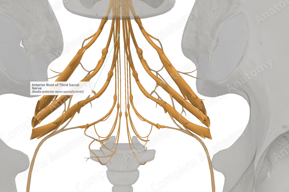Anterior Root of Third Sacral Nerve 