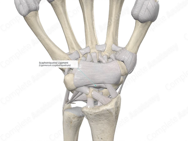 Scaphotriquetral Ligament 