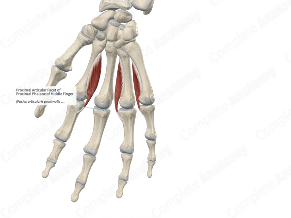 Proximal Articular Facet of Proximal Phalanx of Middle Finger