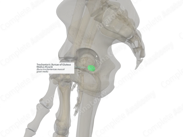 Trochanteric Bursae of Gluteus Medius Muscle (Right)