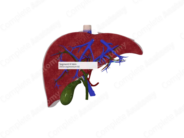 Segment III Vein