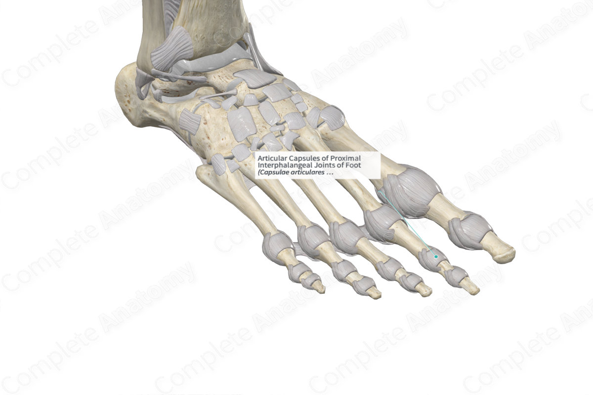 Articular Capsules of Proximal Interphalangeal Joints of Foot 
