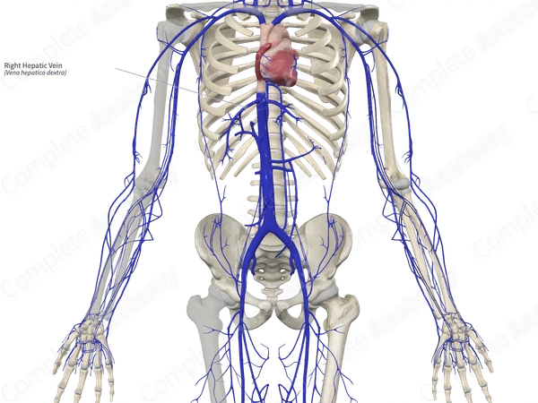 Right Hepatic Vein