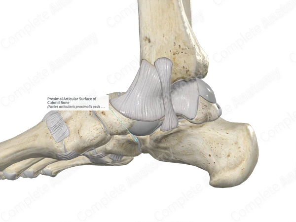 Proximal Articular Surface of Cuboid Bone 