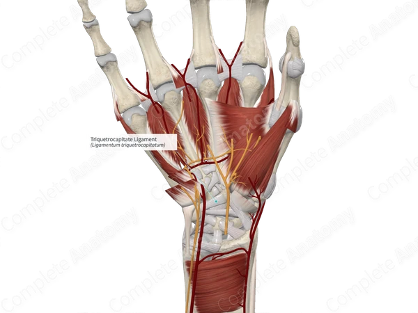 Triquetrocapitate Ligament 