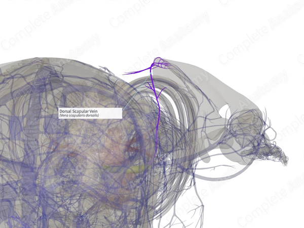 Dorsal Scapular Vein (Right)