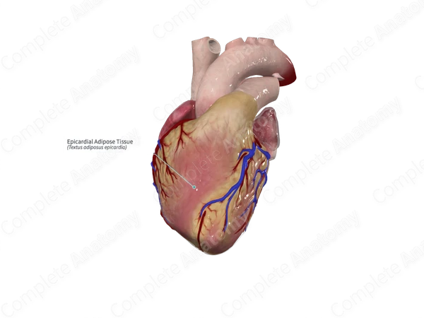Epicardial Adipose Tissue
