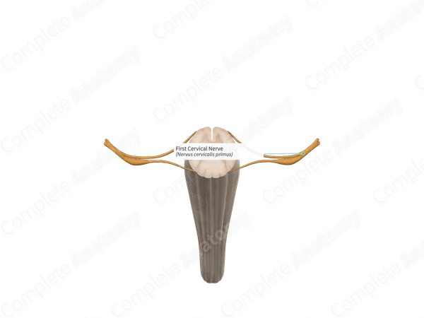 First Cervical Nerve