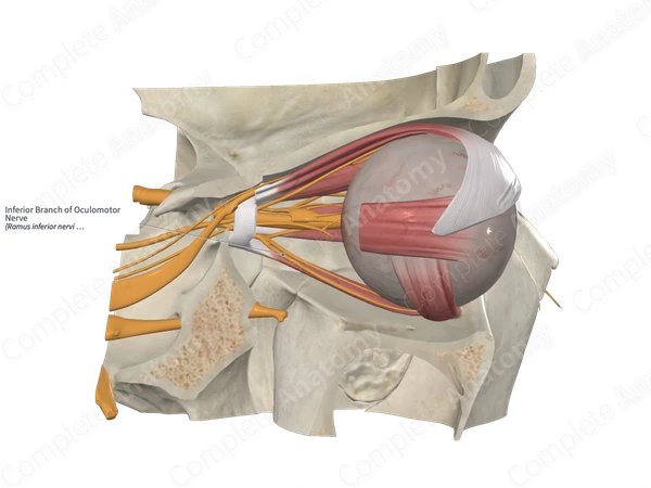 Inferior Branch of Oculomotor Nerve