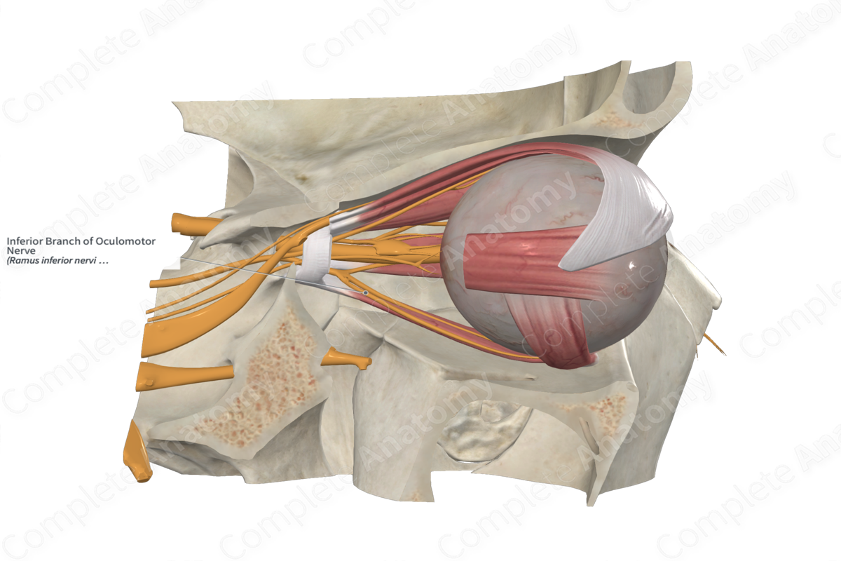 Inferior Branch of Oculomotor Nerve 