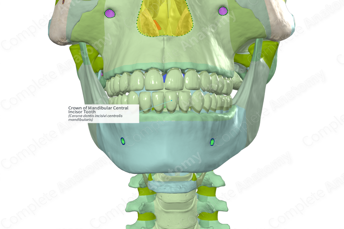 Crown of Mandibular Central Incisor Tooth