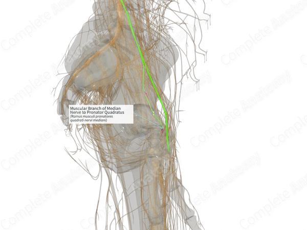 Muscular Branch of Median Nerve to Pronator Quadratus (Left)