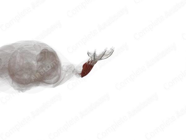 Posterior Compartment of Forearm (Left)