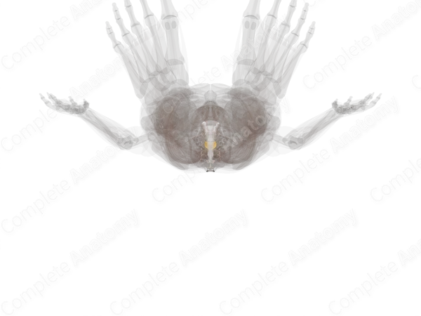 Fibrous Joints of Vertebral Column