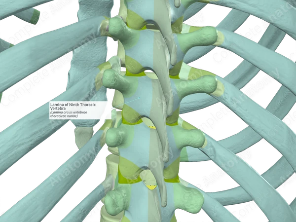 Lamina of Ninth Thoracic Vertebra (Right)