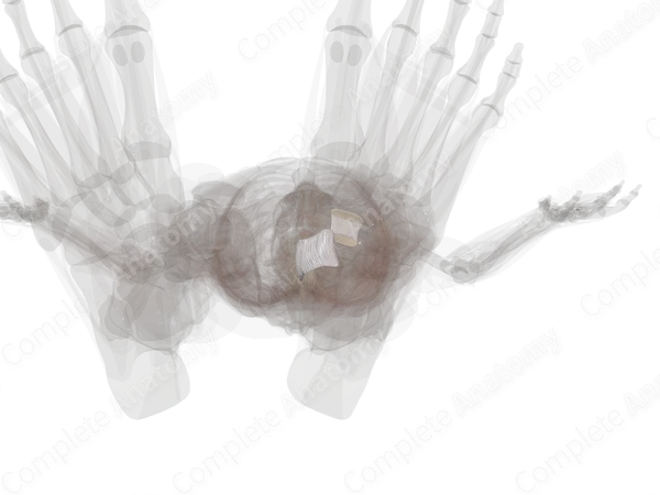 Talocalcaneonavicular Joint (Left)