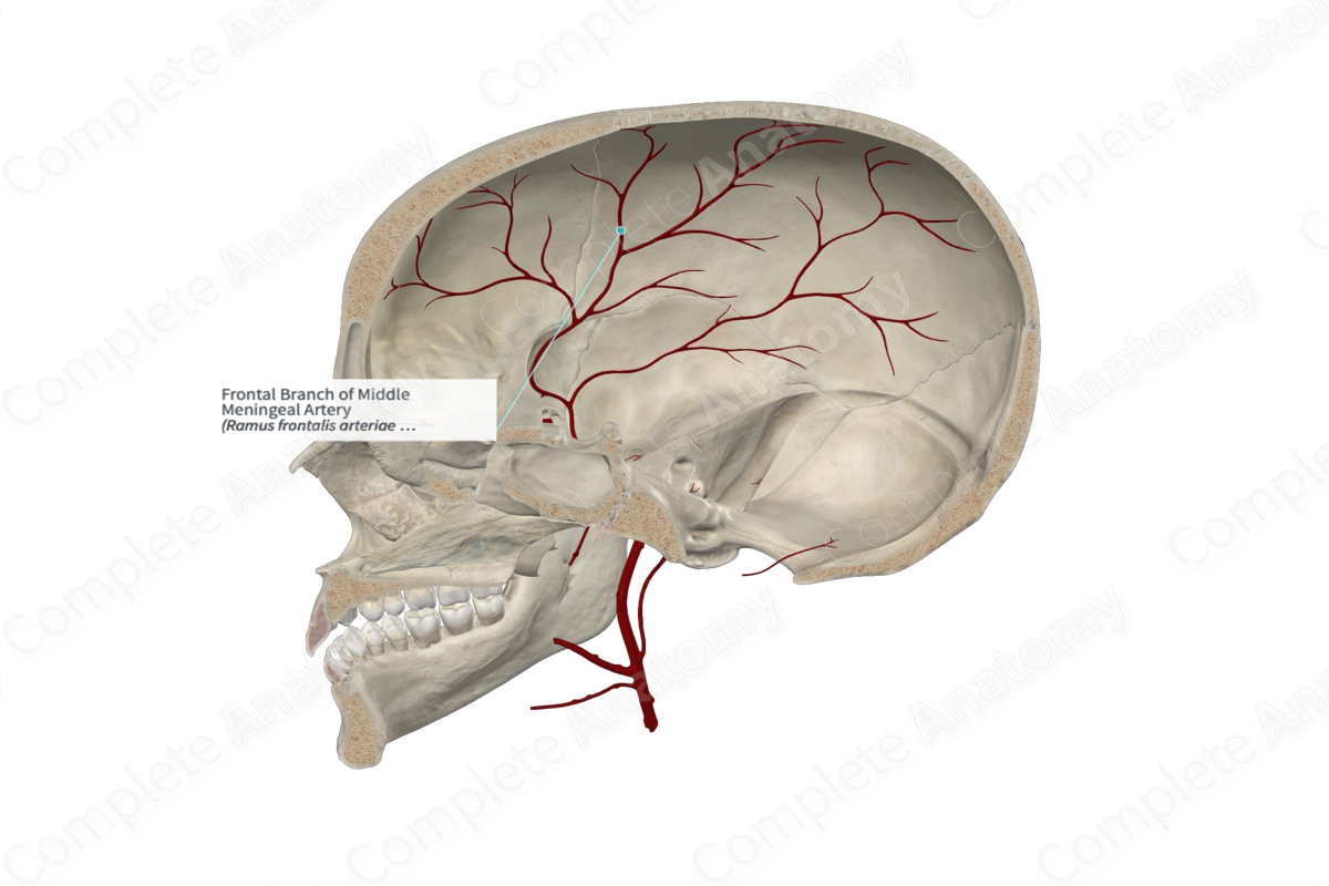 Frontal Branch of Middle Meningeal Artery 