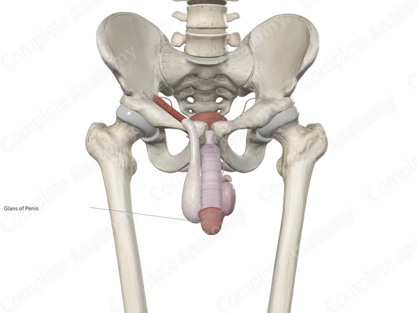Glans Penis (Right Half)