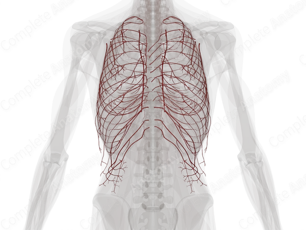 Arteries of Thoracic Wall