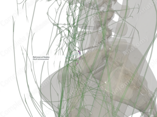 Retrocecal Nodes