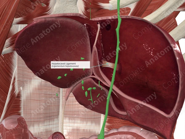 Hepatocaval Ligament