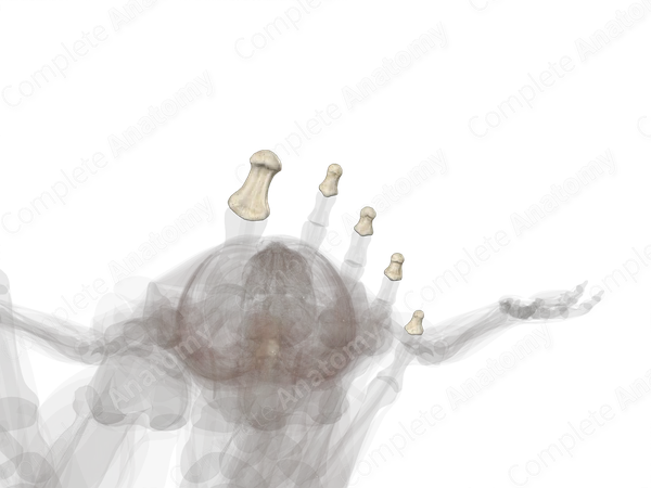 Distal Phalanges of Foot (Left)
