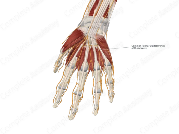 Common Palmar Digital Branches of Ulnar Nerve