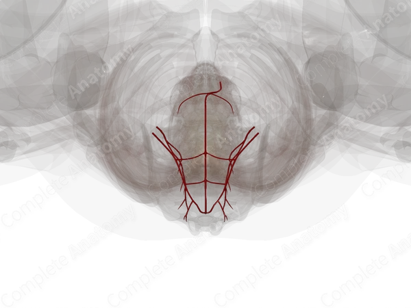 Arteries of Vertebral Column