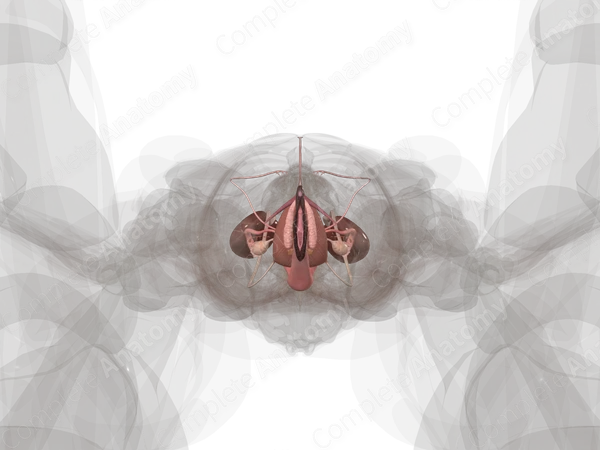 Urogenital System