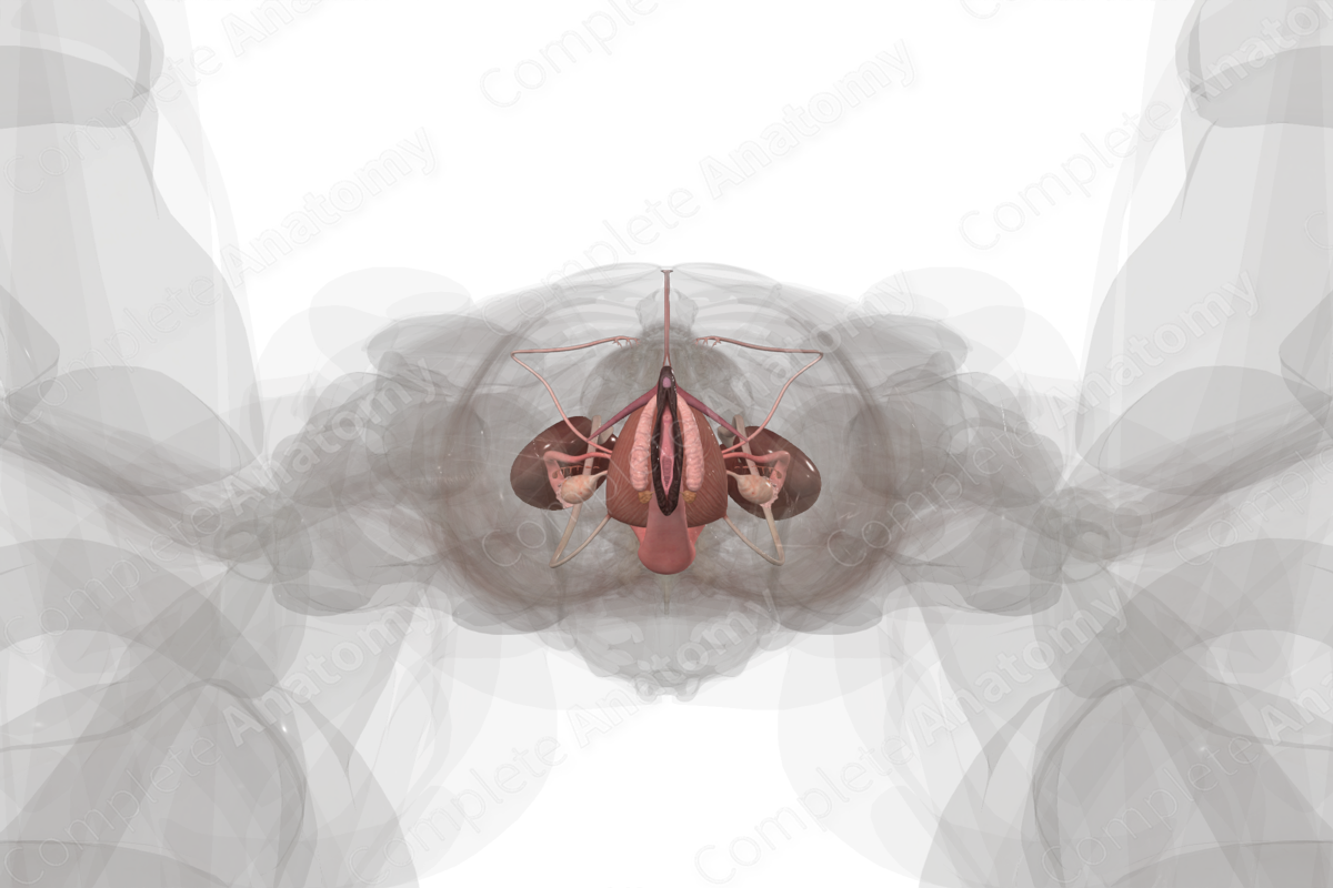 Urogenital System