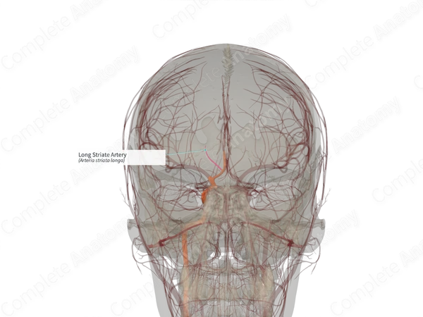 Long Striate Artery (Left)