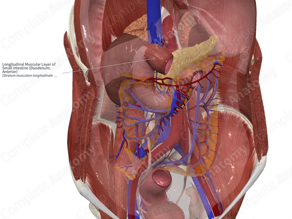 Longitudinal Muscular Layer of Small intestine (Duodenum; Anterior)