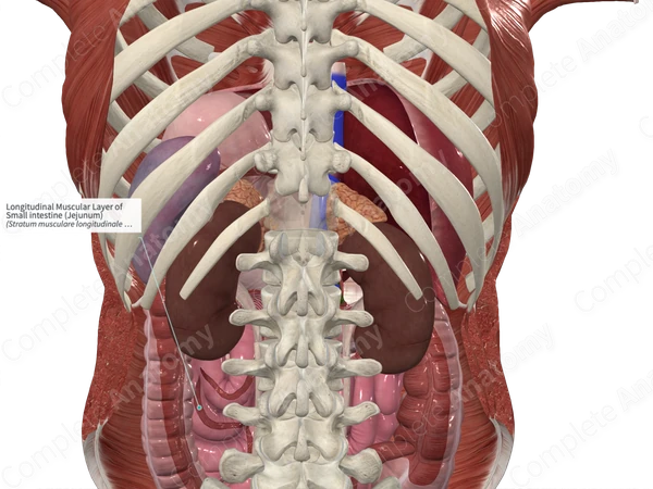 Longitudinal Muscular Layer of Small intestine (Jejunum)