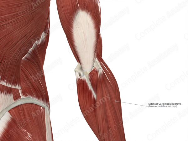 Extensor Carpi Radialis Brevis