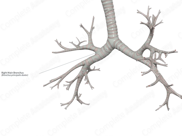 Right Main Bronchus